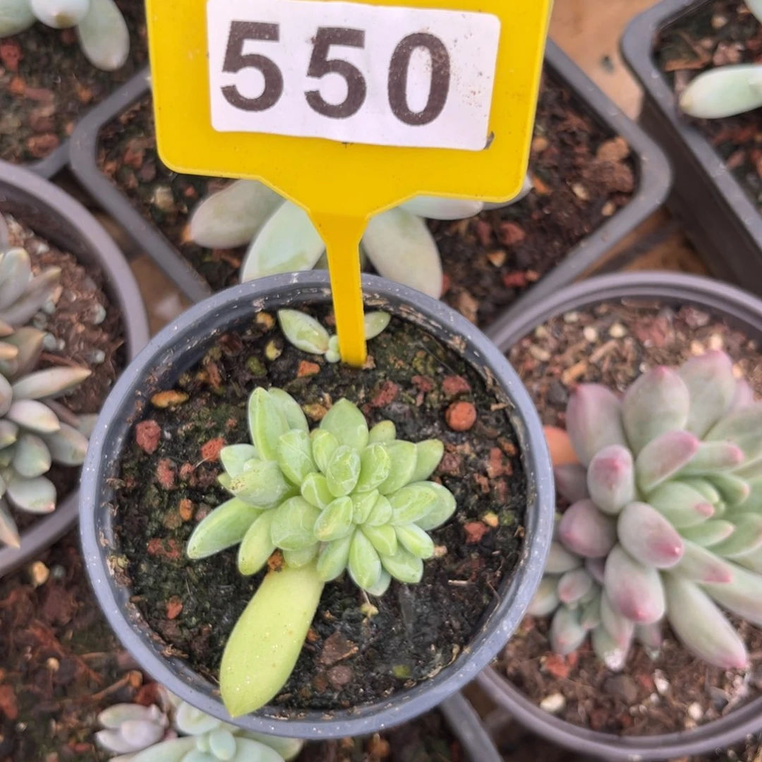 多肉植物朵维奇550