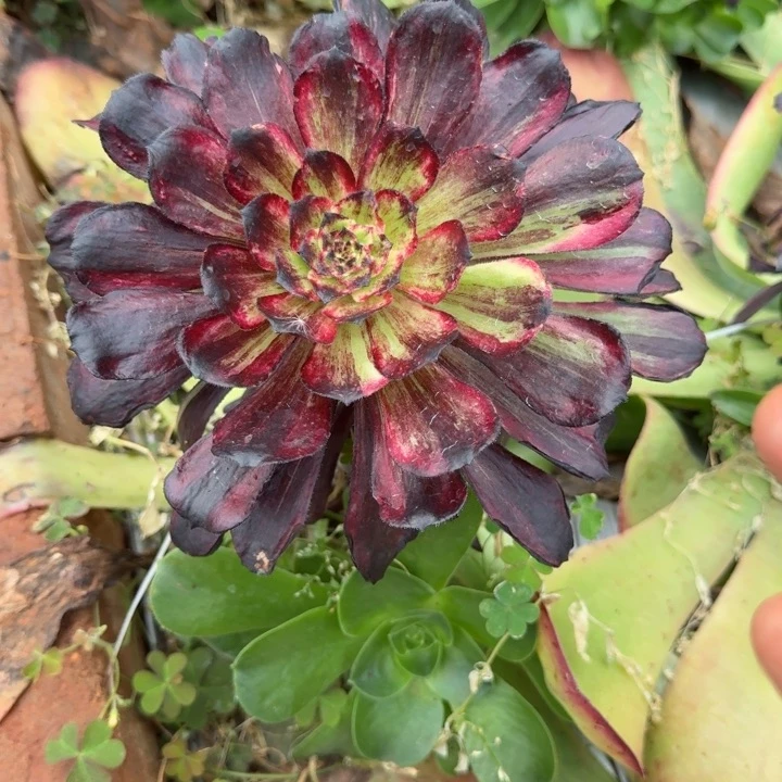 繁华主头啊啊啊啊