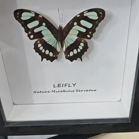 不认识的国外蛱蝶方框