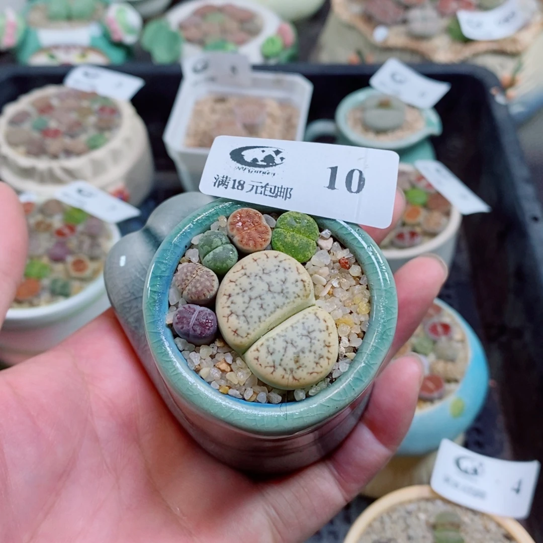 生石花花花花花花花10