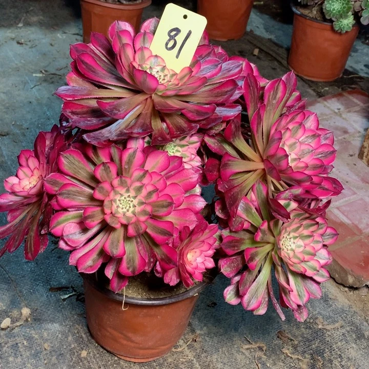 81红铜白多肉一物一拍～