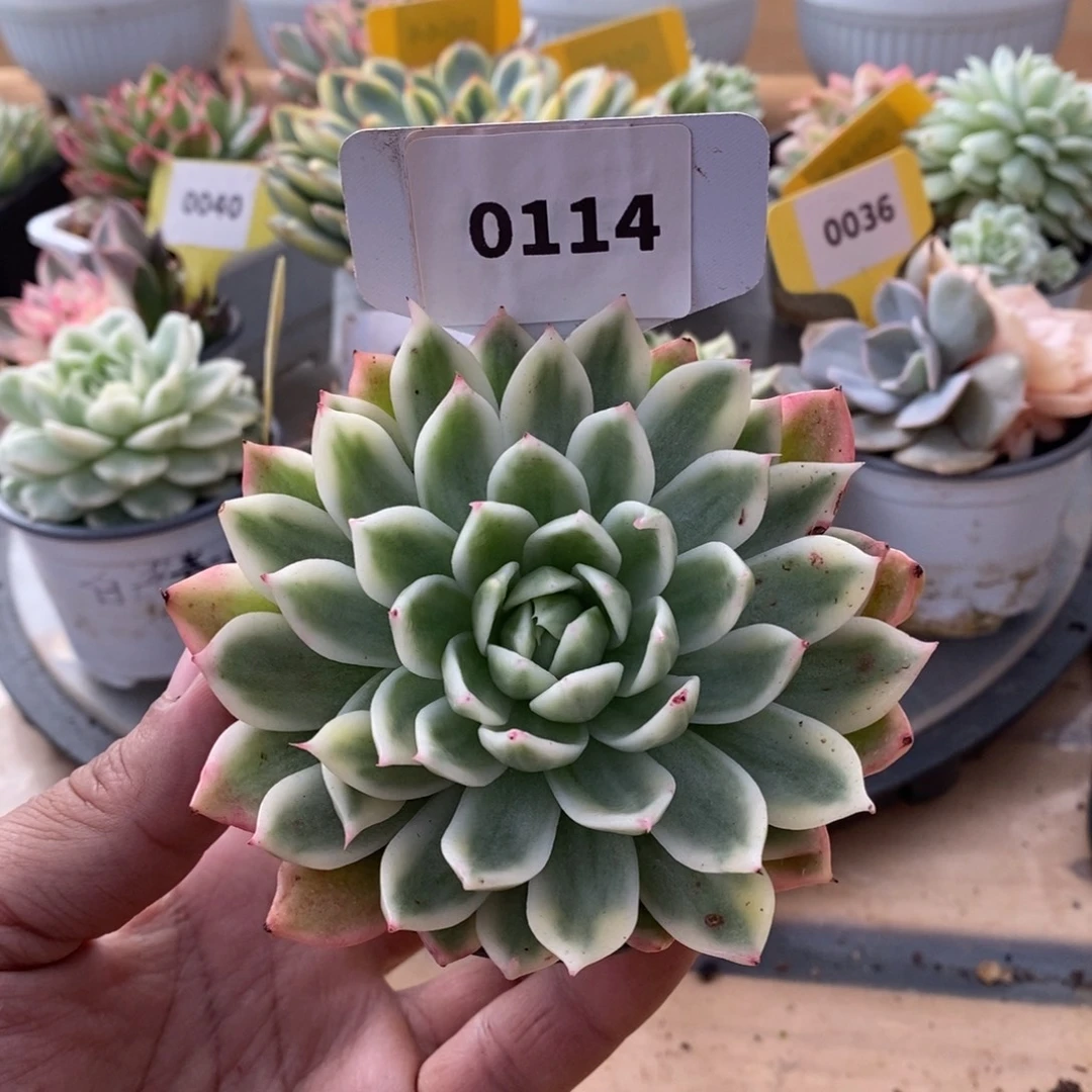 0114东元杂哈哈哈