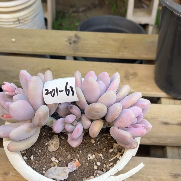 尝*唇多肉植物201-63