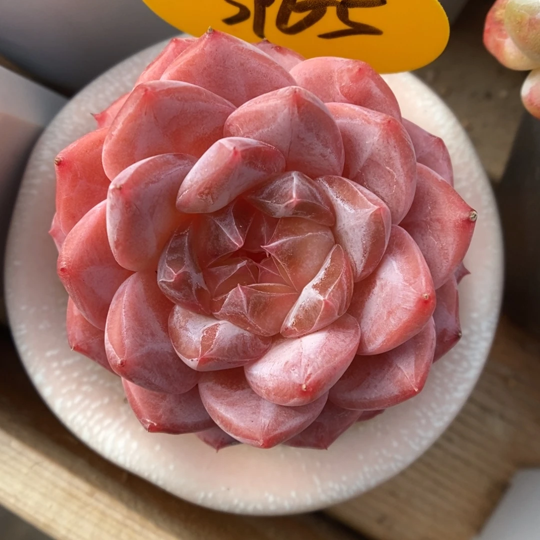 橘心粉魄3965号。