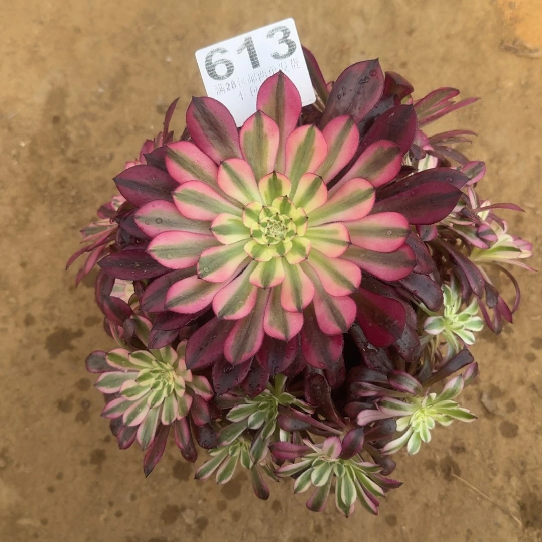 @****”613号黑桐超白福利不包损