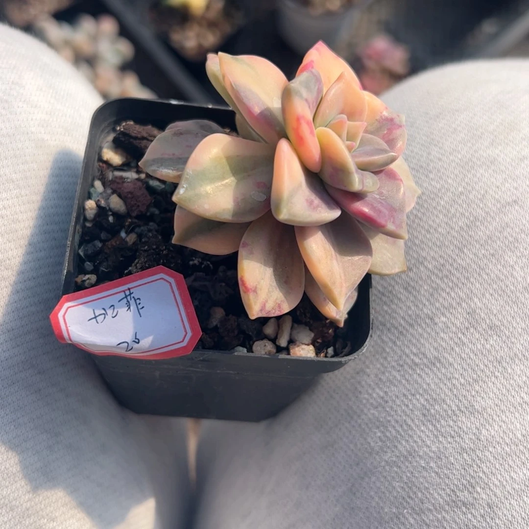 多肉植物多肉植物