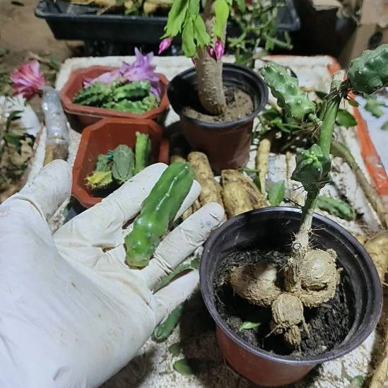 清***晨水仙情郎一个脱土发