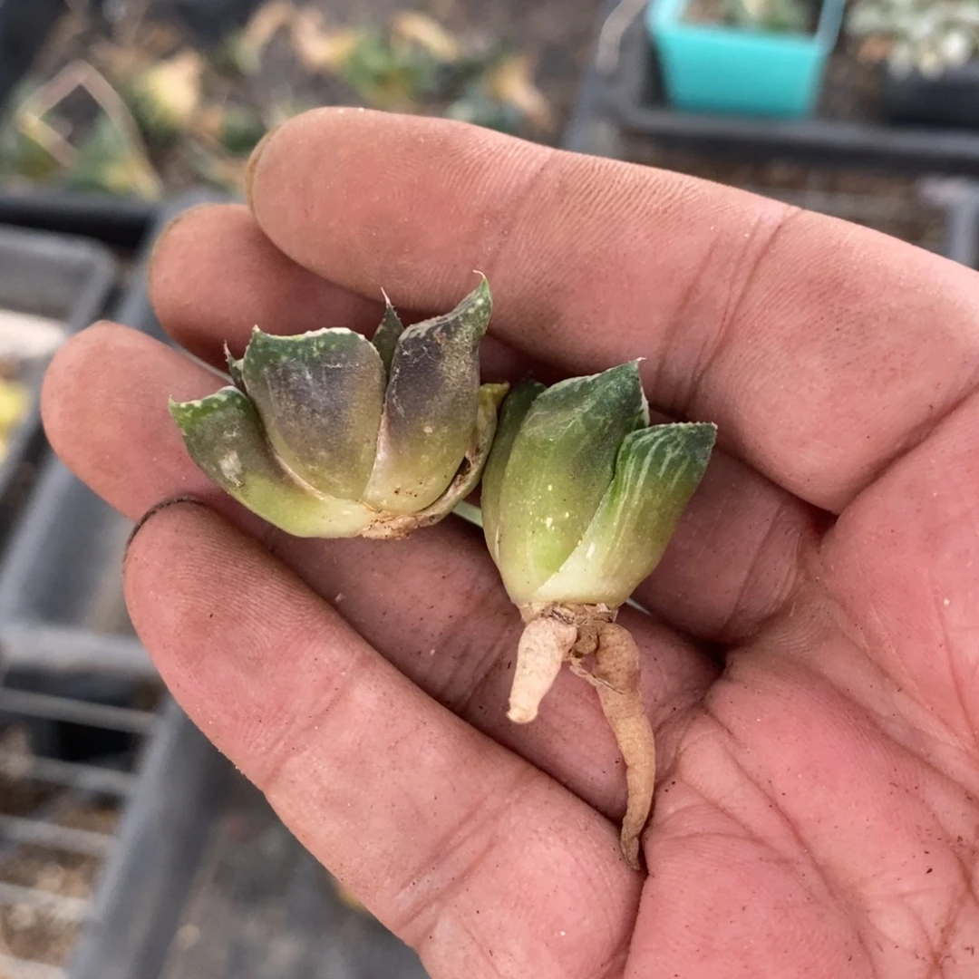 6166 两颗一起。 下播福利。