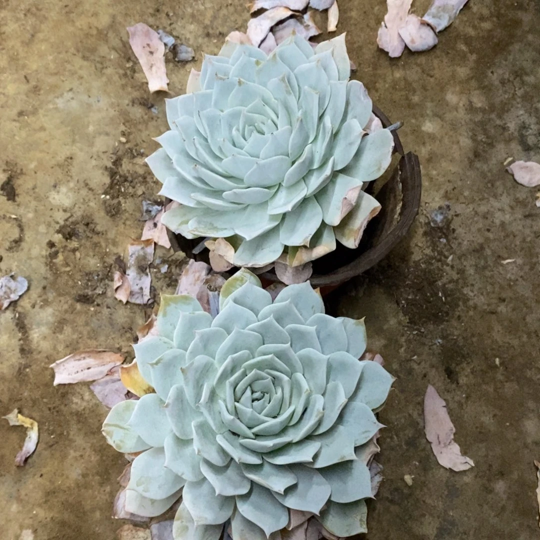 薄叶蓝鸟单头精控两盆