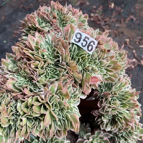 柠****多肉植物一个白凤