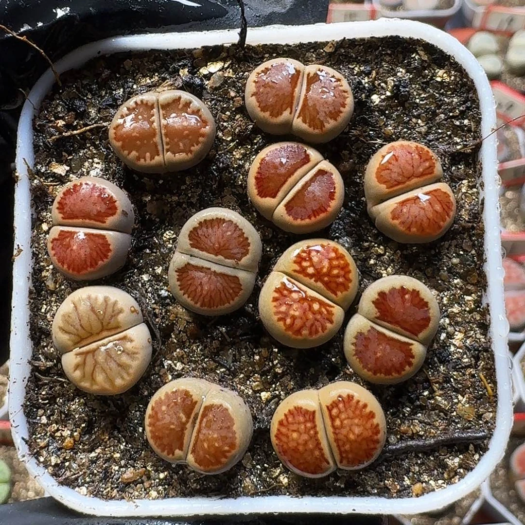 生石花1112111。  99