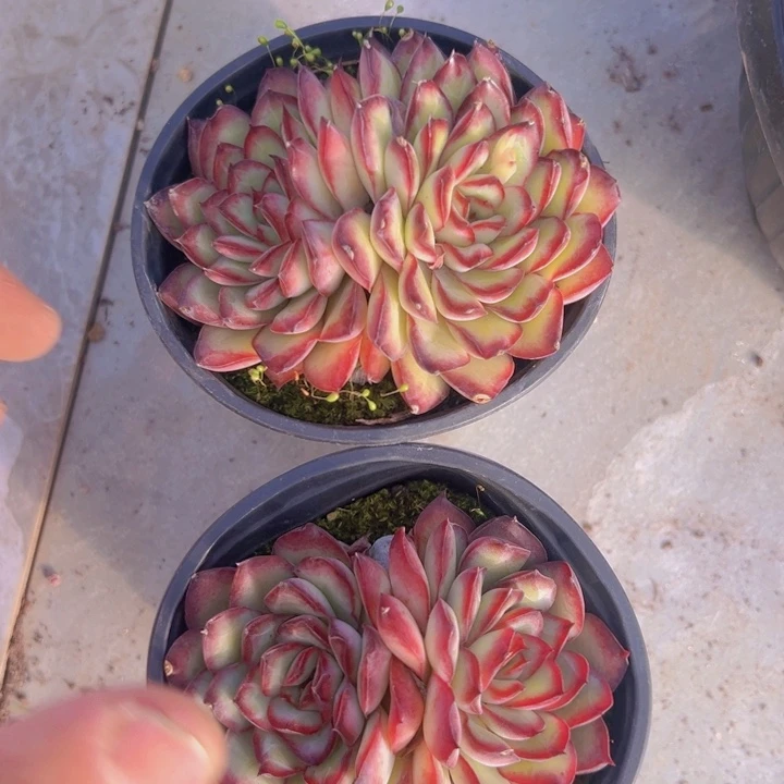 健健康康平平安安