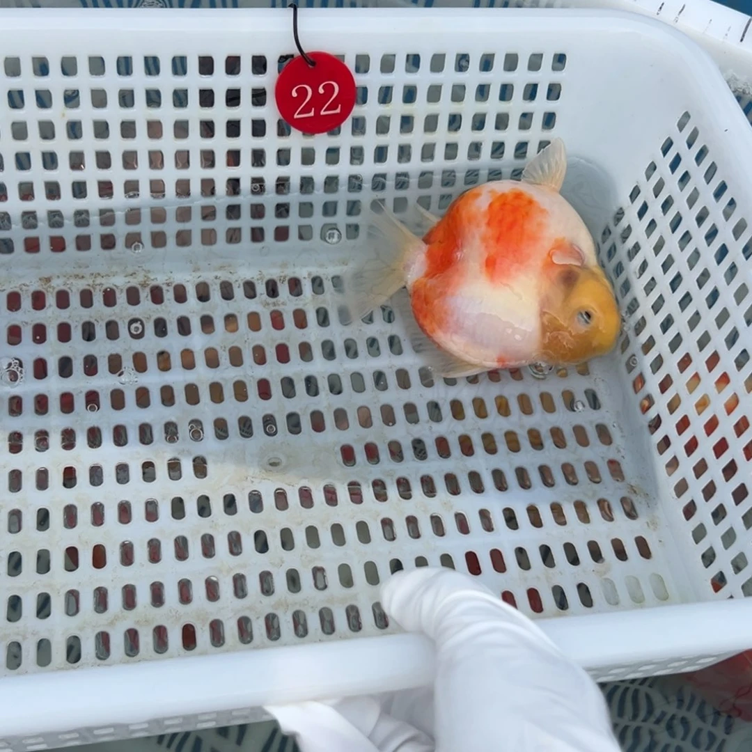 秦***人金鱼你好吗我好想你啊