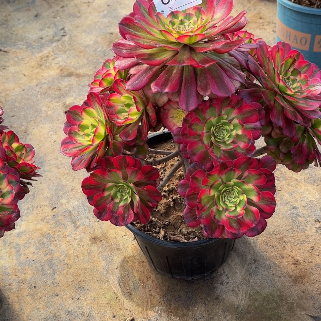 用****5多肉植物440舞天姬