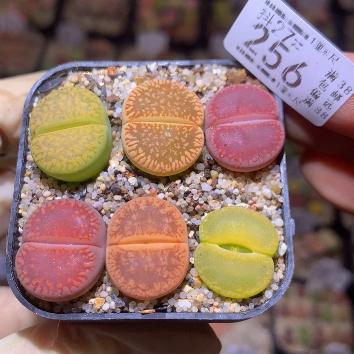 精品生石花27.256