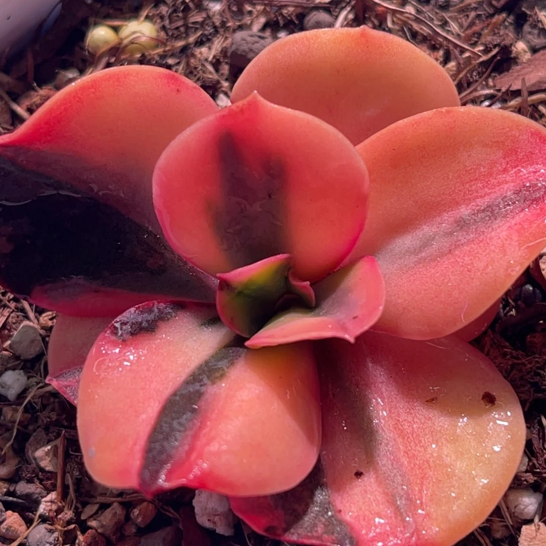 尚品特价麦当娜锦有须根