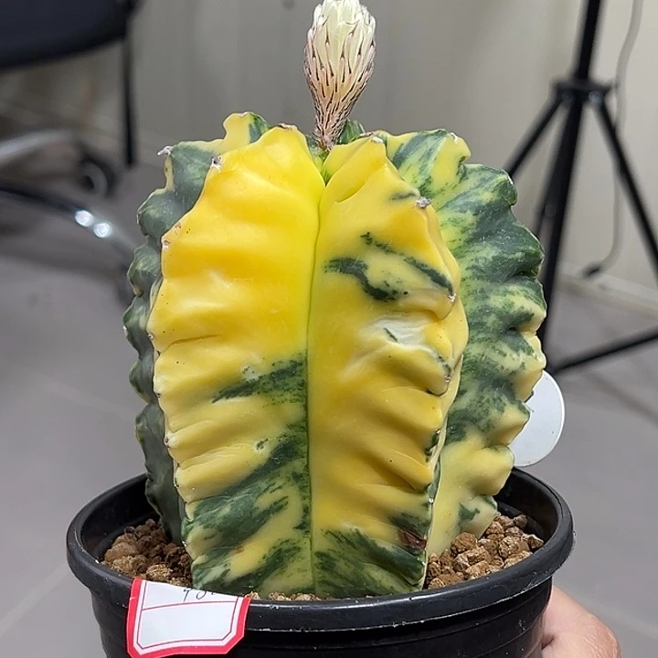 224龟甲鸾凤玉锦开播福利55566665