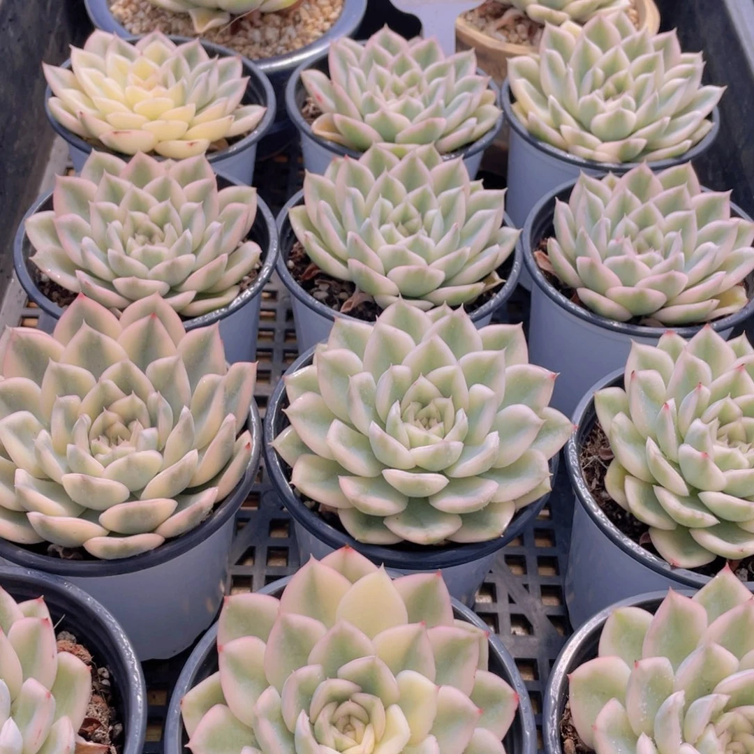 量拍47号 月亮仙子锦单头一个