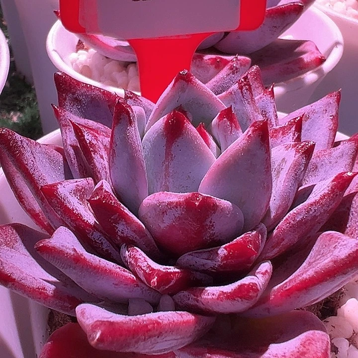 12.139黑天鹅一个带盆