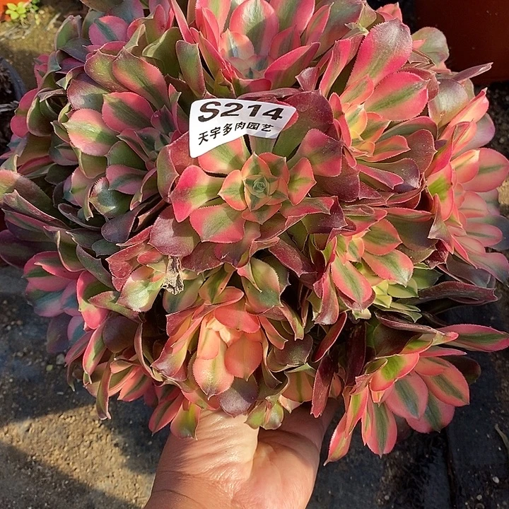 多肉植物香妃214多肉