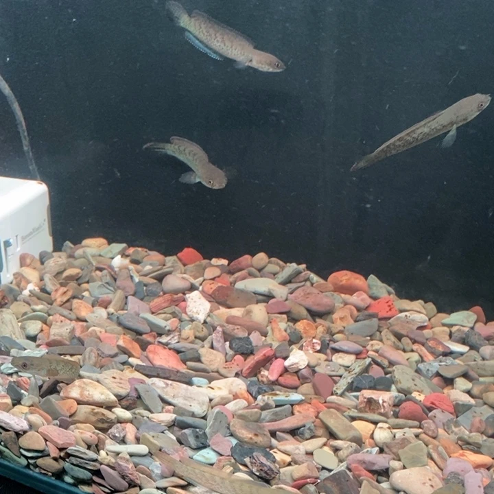 雷龙鱼鬼王雷龙鱼6-8