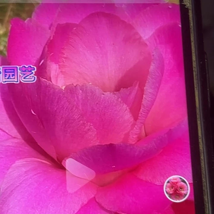 清清荷花根仙人球瑕疵