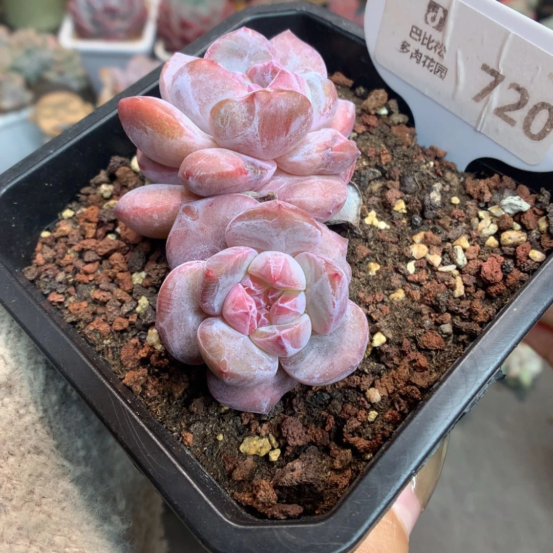 720双头星影多肉植物