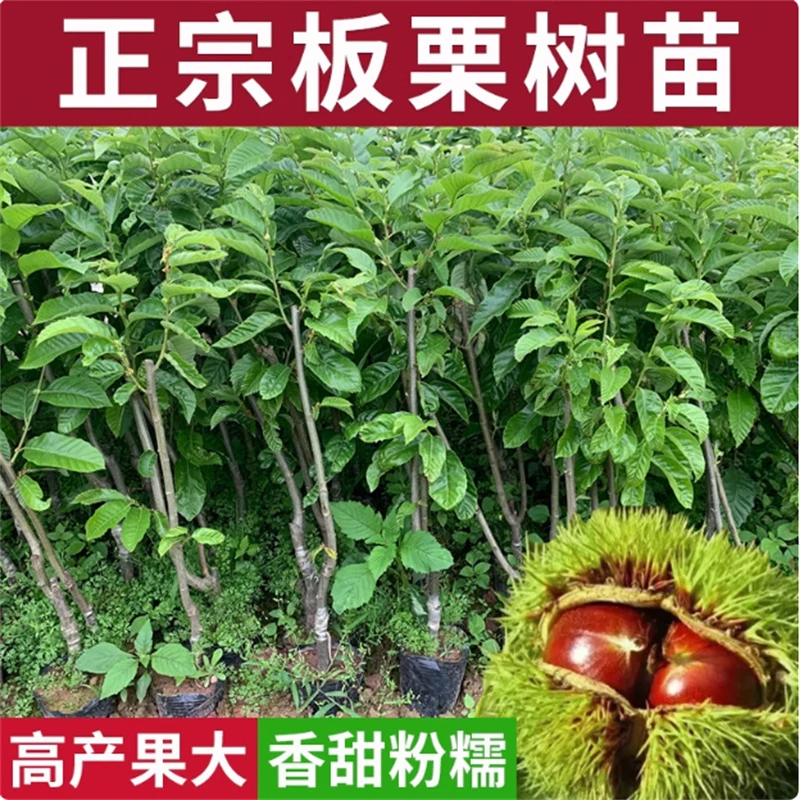 嫁接板栗树苗大红袍油板栗果树果苗当年结果盆栽地栽南北方种植苗