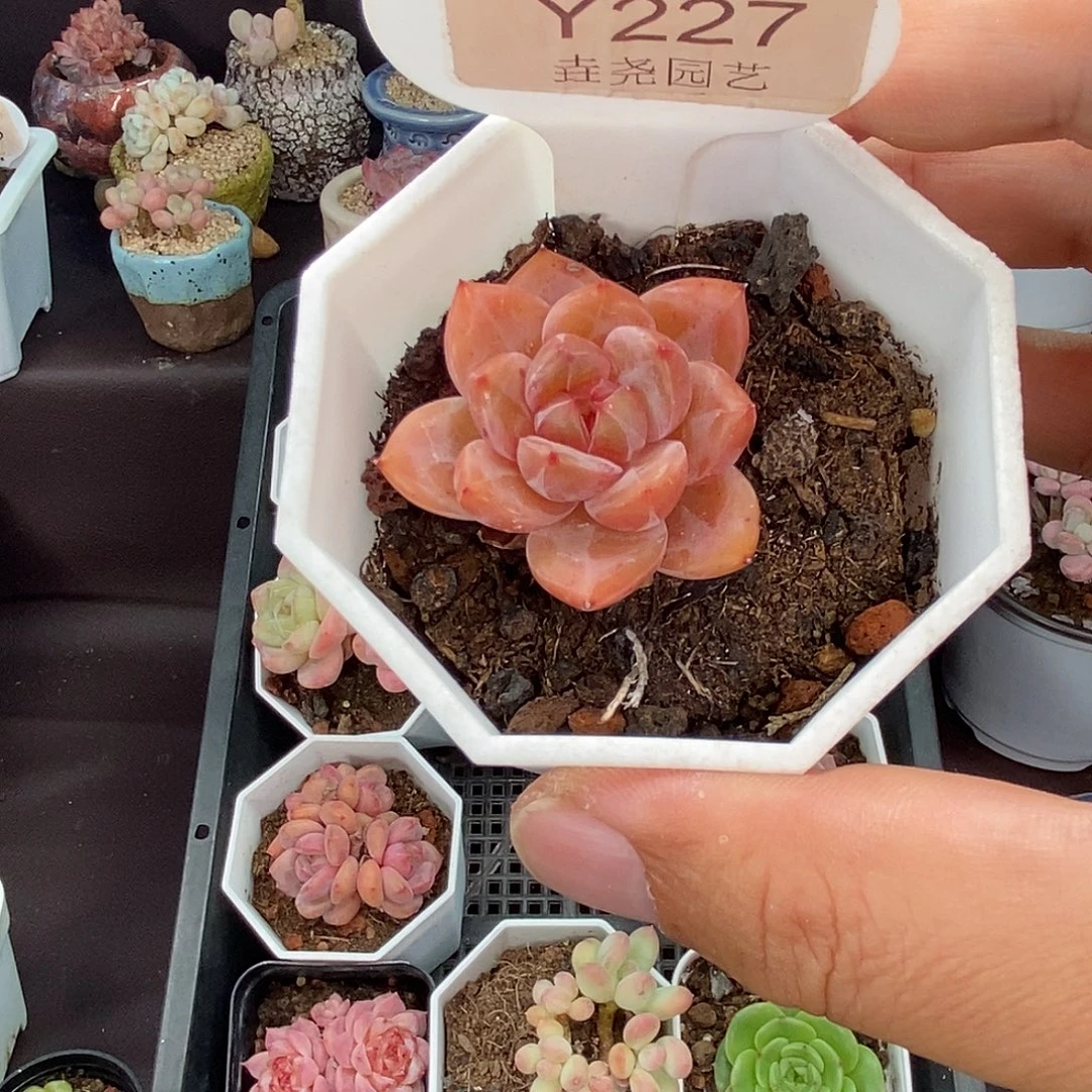 0227 Q橙单头 3.5cm