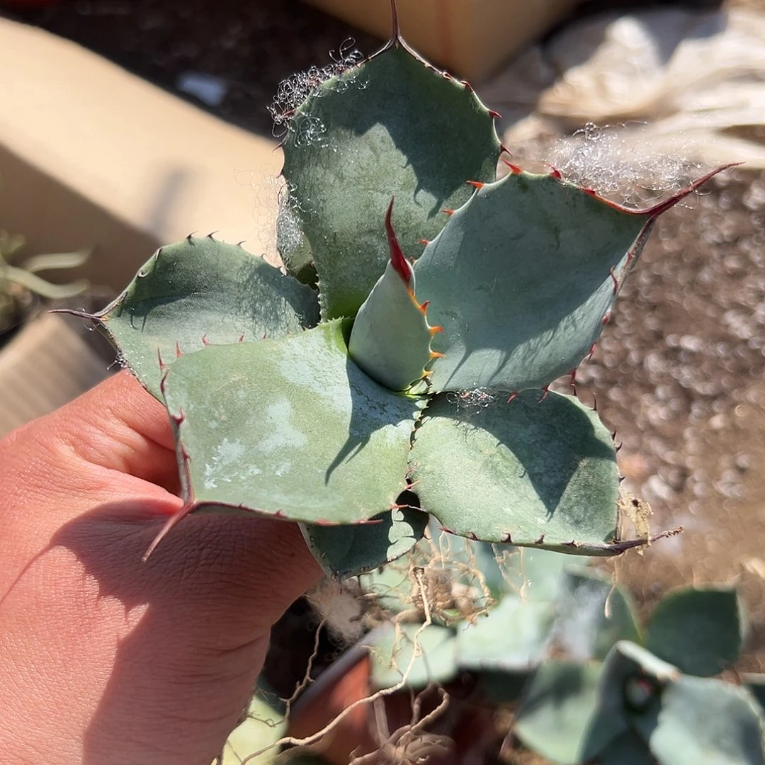 多肉植物圆叶福克斯