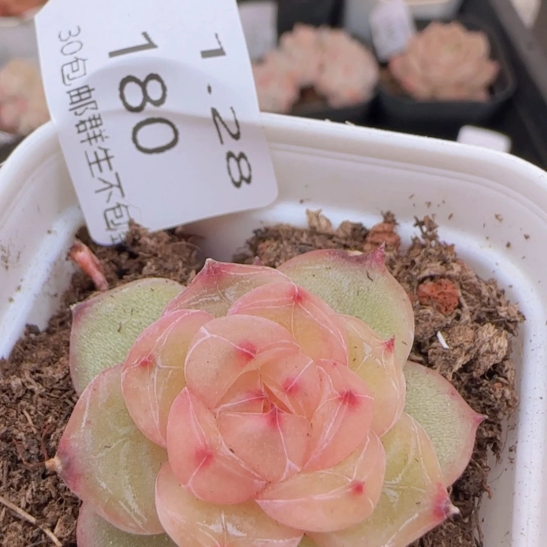 珍妮单头一颗脱土