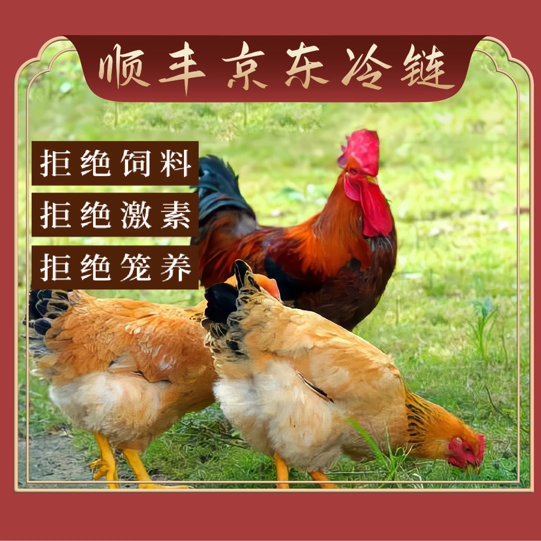 【拍四发五】4只散养2年黄油老母鸡+一只散养两年大公鸡共5只9-10斤