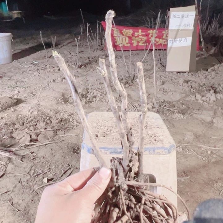 当前无花栽培后可以开花彩绘