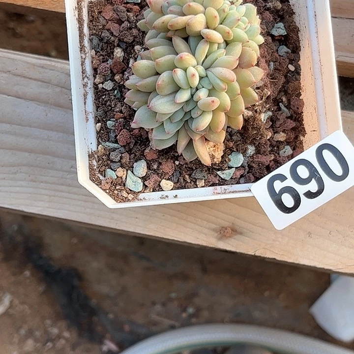k**i多肉植物一物一拍