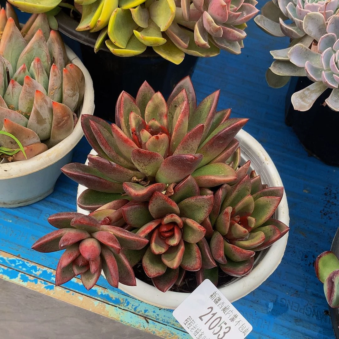 飘***丰佩玫瑰21053多肉多肉