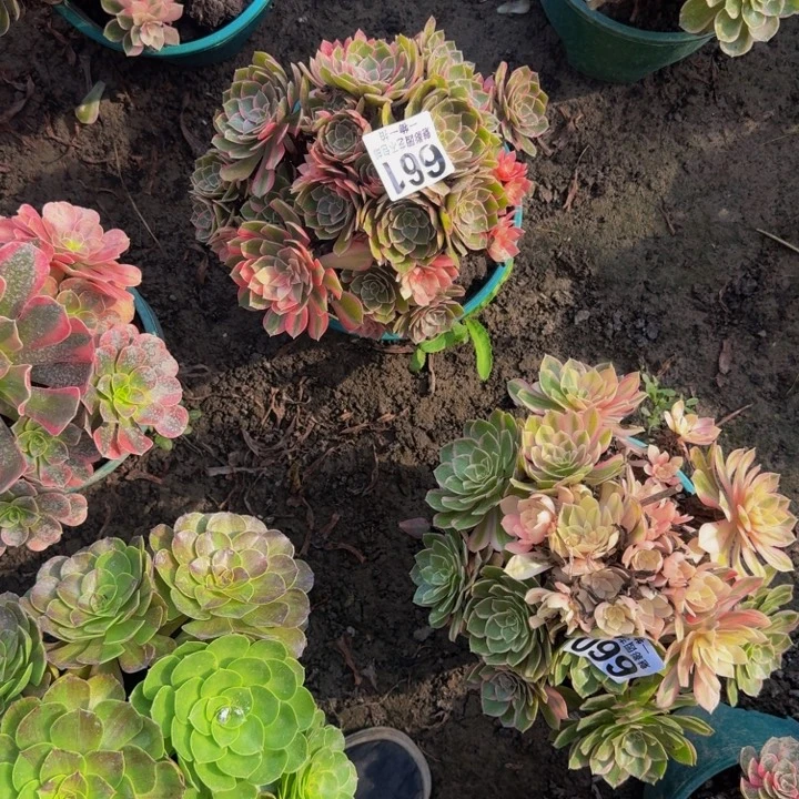 黑魔锦花30-40包邮花花