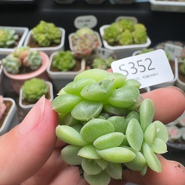 一物一拍一组808352