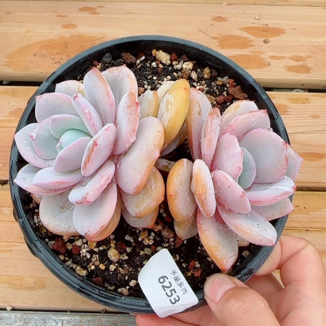 奶茶微瑕，6253多肉植物