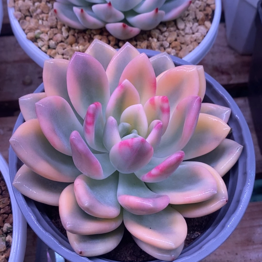 1067彩色奥普锦 多肉植物