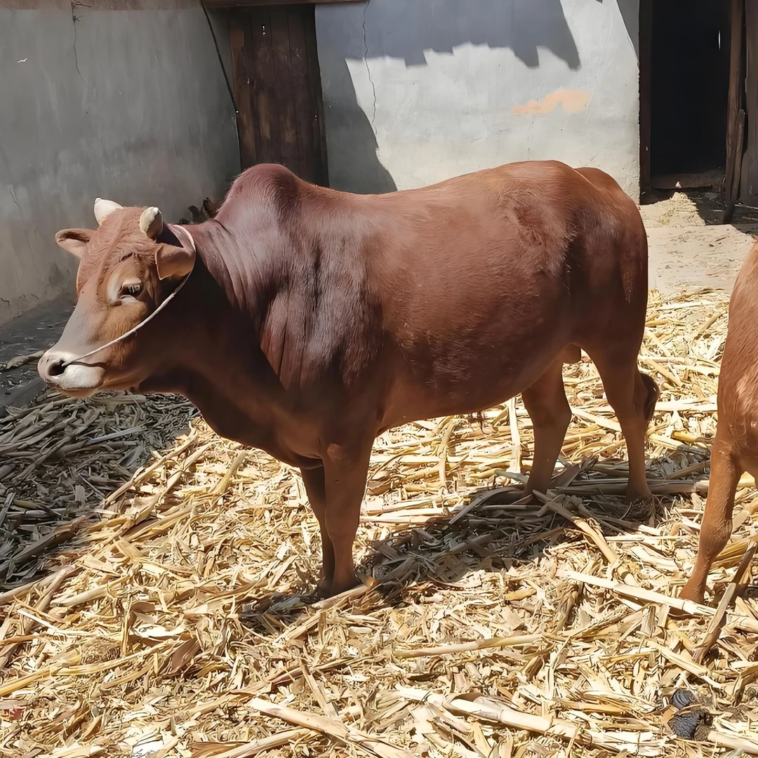 【全品类】农村散养土黄牛肉牛腩肥瘦相间小炒清炖（直播间现称现卖）