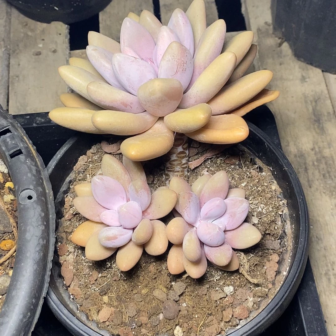 一物一拍，原始虞美人