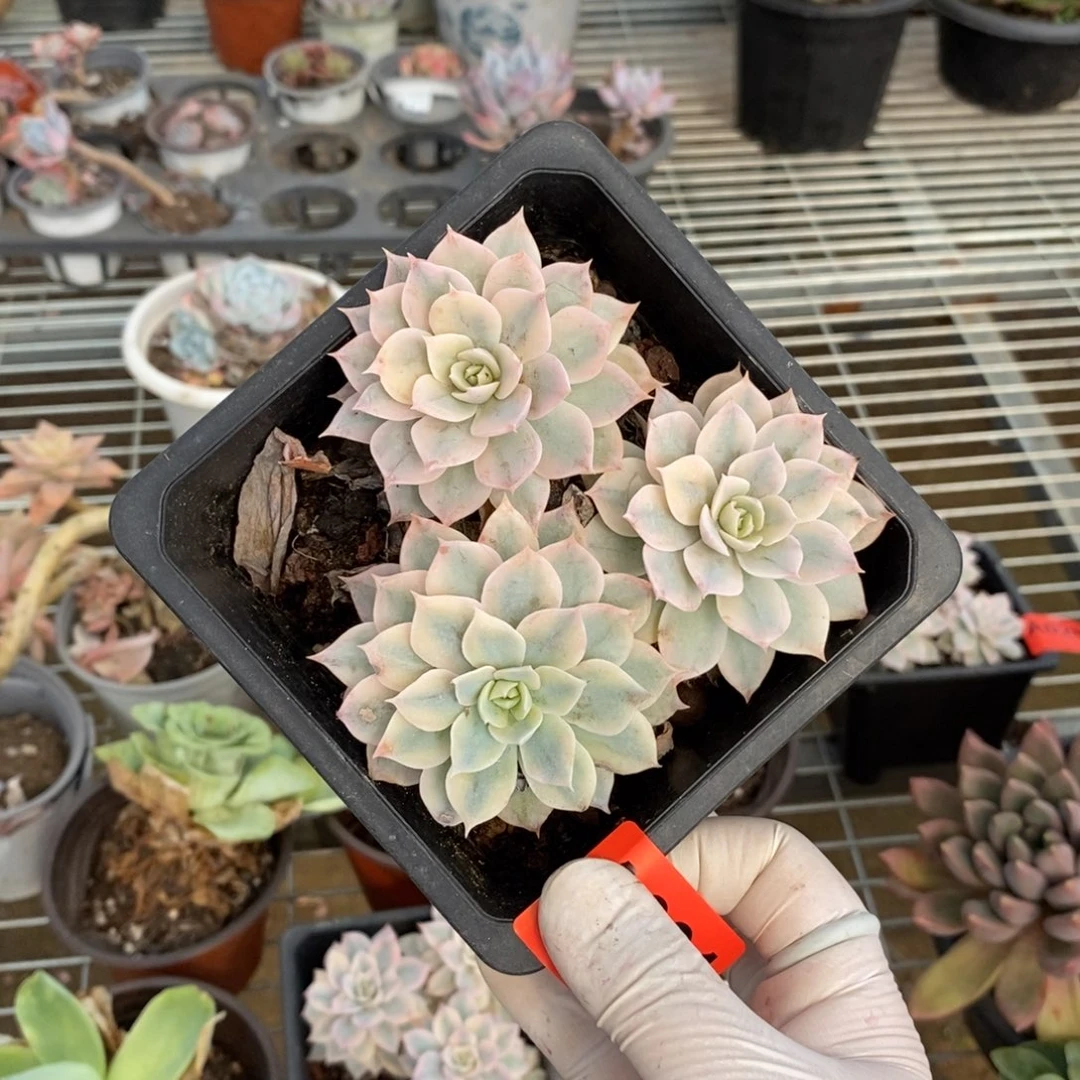 031不知名锦一物一拍