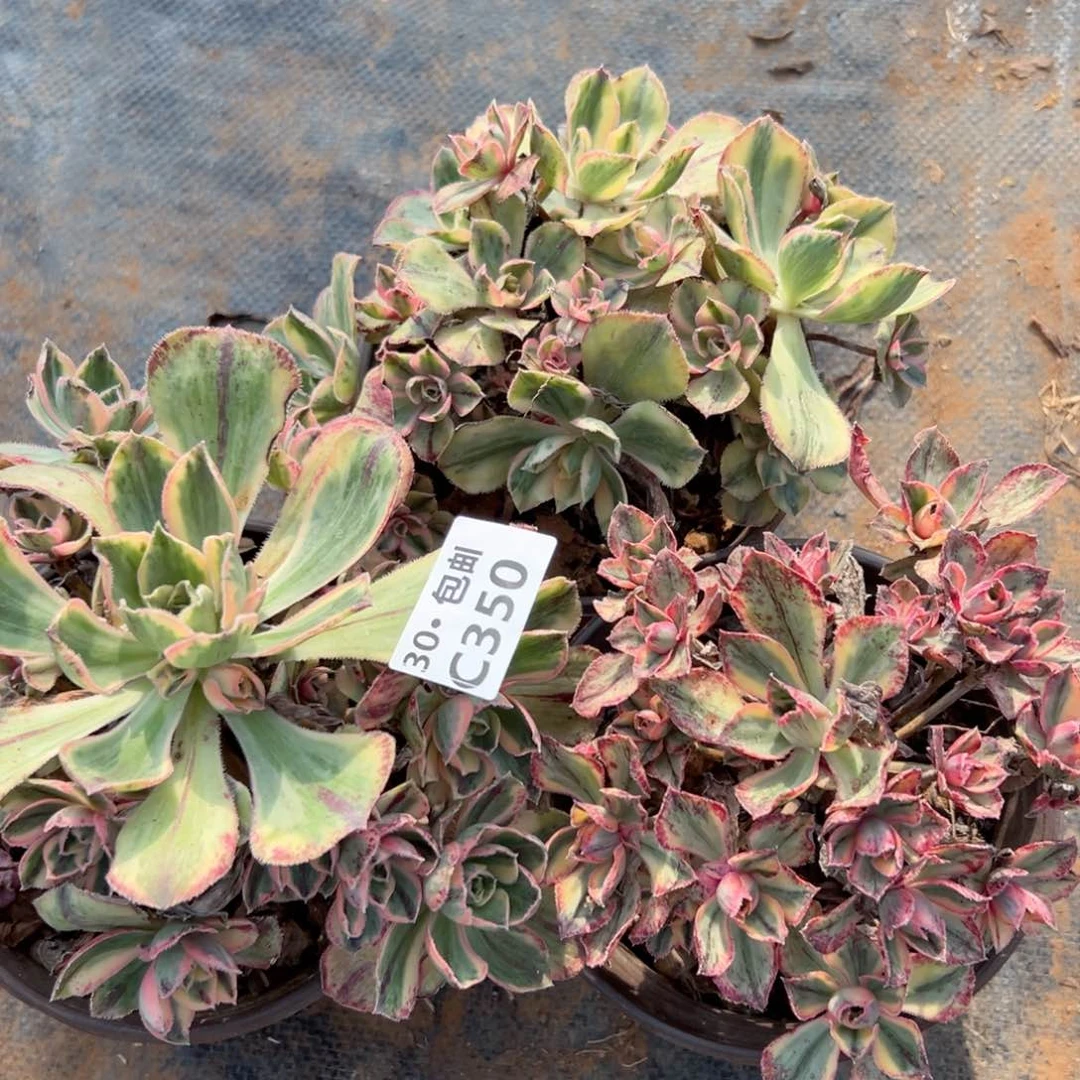 3颗青花瓷多肉法师