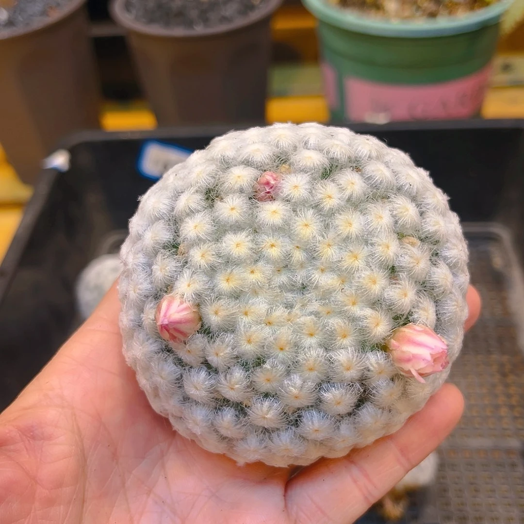 嗯*嗯佛头换大的潮流植物