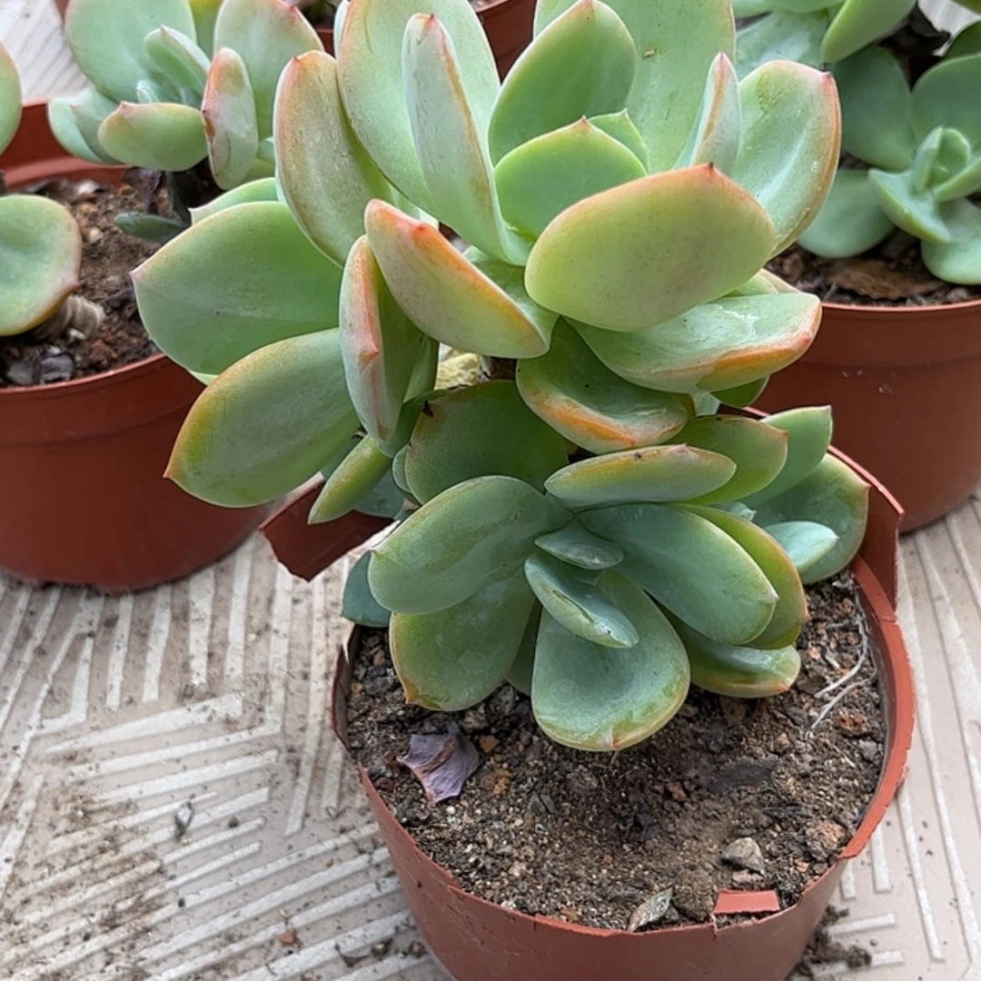 【闪购商品】无花朵秋*