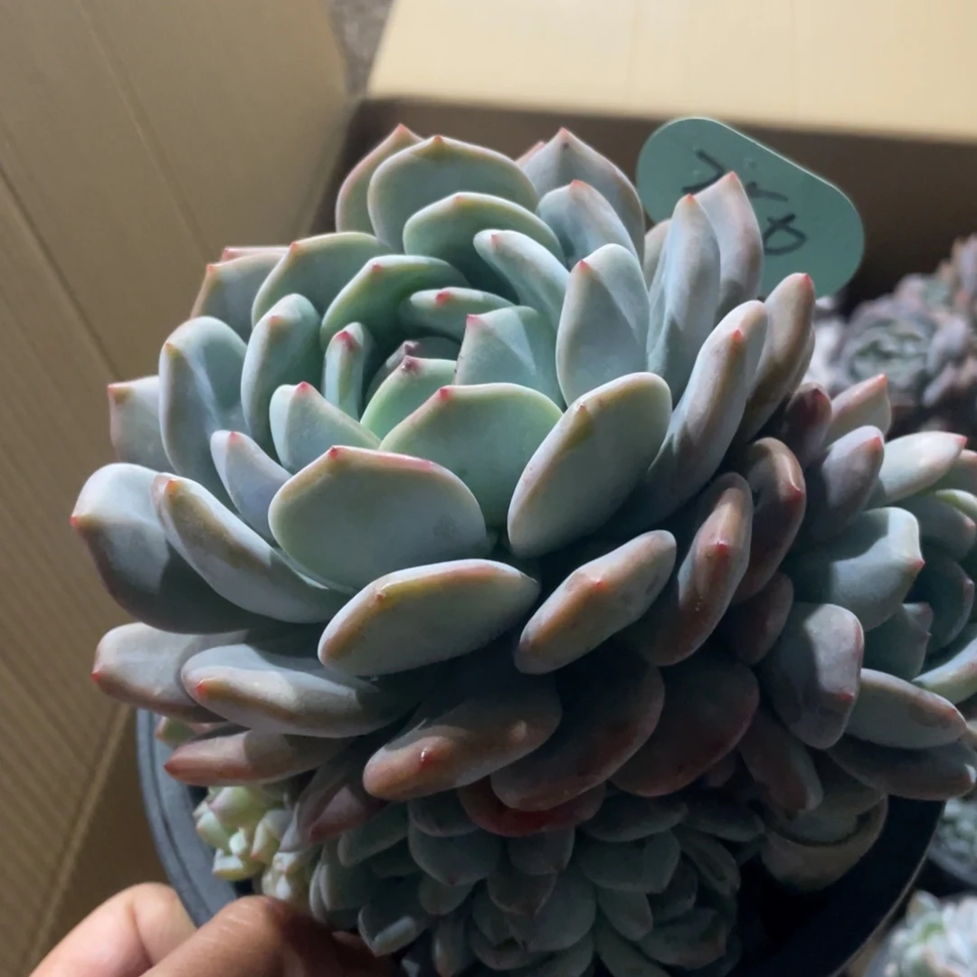 d***d星影缀化多头群生350