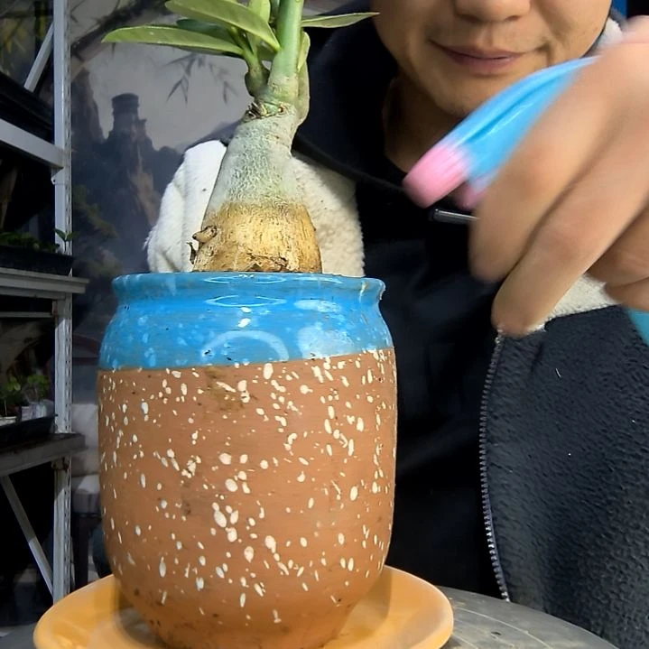 小****o中青园艺一物一拍492