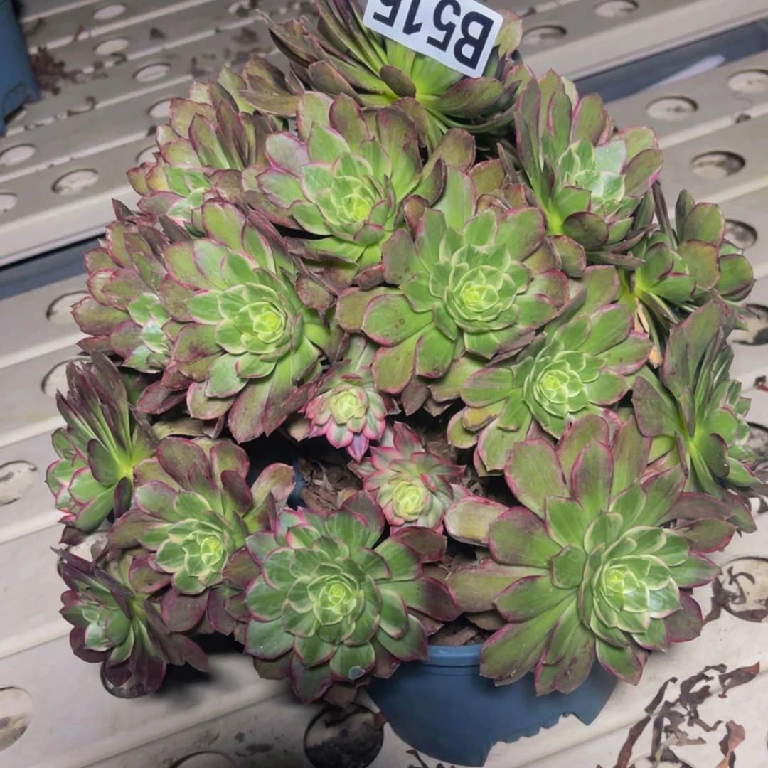 莲花法师7–40包邮