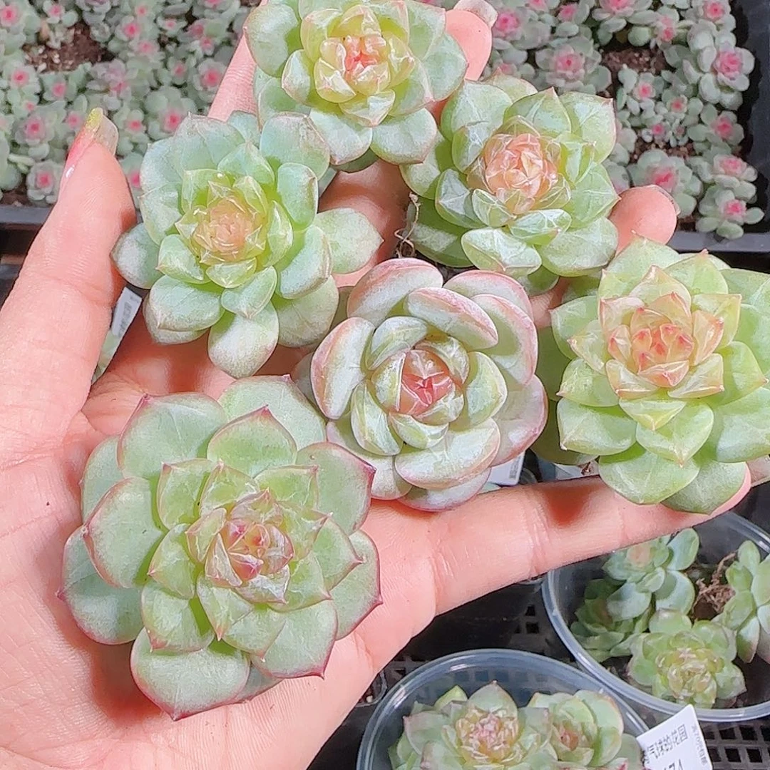 0925---176糖心珍妮