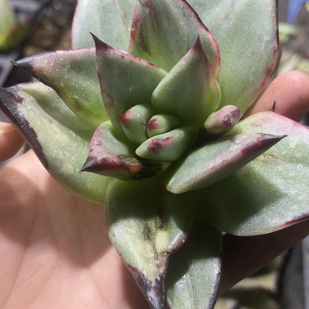 胜*多肉植物一组一排